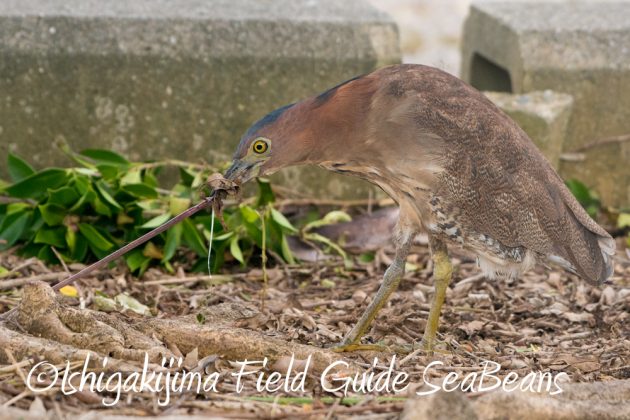 9%e6%9c%8828%e6%97%a5%e7%9f%b3%e5%9e%a3%e5%b3%b6%e3%83%90%e3%83%bc%e3%83%89%e3%82%a6%e3%82%aa%e3%83%83%e3%83%81%e3%83%b3%e3%82%b0%ef%bc%86%e9%87%8e%e9%b3%a5%e8%a6%b3%e5%af%9f%e3%82%ac%e3%82%a4