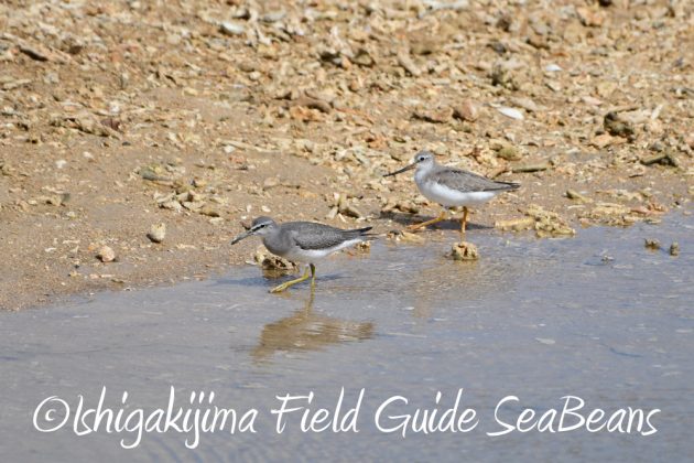 9%e6%9c%8824%e6%97%a5%e7%9f%b3%e5%9e%a3%e5%b3%b6%e3%83%90%e3%83%bc%e3%83%89%e3%82%a6%e3%82%aa%e3%83%83%e3%83%81%e3%83%b3%e3%82%b0%ef%bc%86%e9%87%8e%e9%b3%a5%e6%92%ae%e5%bd%b1%e3%82%ac%e3%82%a4