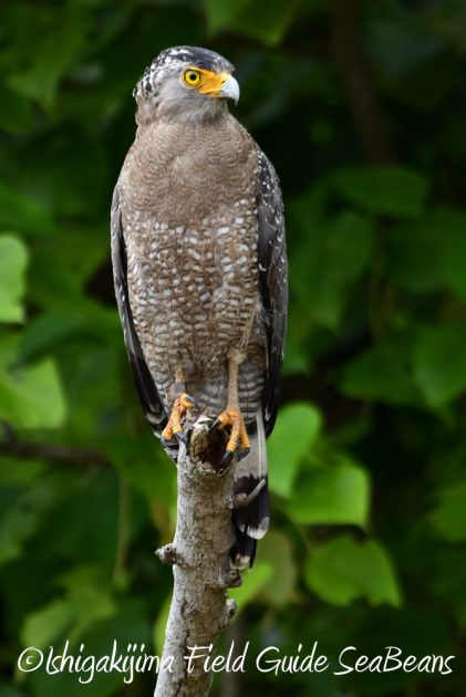 9月7日石垣島バードウオッチング&野鳥撮影ガイド7