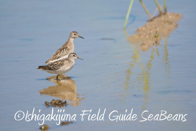 9%e6%9c%8825%e6%97%a5%e7%9f%b3%e5%9e%a3%e5%b3%b6%e3%83%90%e3%83%bc%e3%83%89%e3%82%a6%e3%82%aa%e3%83%83%e3%83%81%e3%83%b3%e3%82%b0%ef%bc%86%e9%87%8e%e9%b3%a5%e8%a6%b3%e5%af%9f%e3%82%ac%e3%82%a4