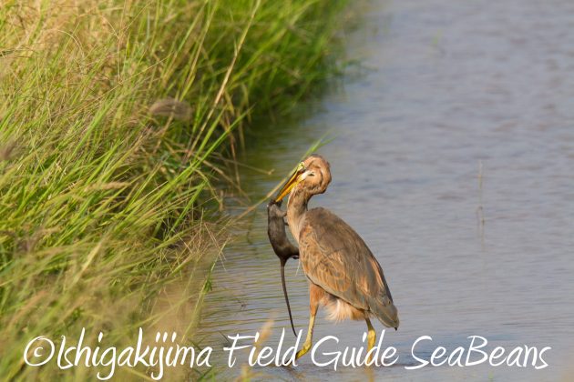 9月3日石垣島バードウオッチング＆野鳥撮影ガイド2