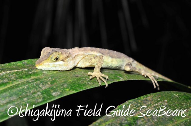 9%e6%9c%8822%e6%97%a5%e7%9f%b3%e5%9e%a3%e5%b3%b6%e3%83%8a%e3%82%a4%e3%83%88%e3%83%84%e3%82%a2%e3%83%bc10