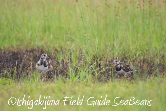 9%e6%9c%8826%e6%97%a5%e7%9f%b3%e5%9e%a3%e5%b3%b6%e3%83%90%e3%83%bc%e3%83%89%e3%82%a6%e3%82%aa%e3%83%83%e3%83%81%e3%83%b3%e3%82%b0%ef%bc%86%e9%87%8e%e9%b3%a5%e6%92%ae%e5%bd%b1%e3%82%ac%e3%82%a4