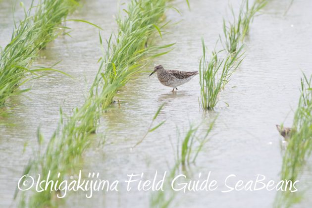 9%e6%9c%8814%e6%97%a5%e7%9f%b3%e5%9e%a3%e5%b3%b6%e3%83%90%e3%83%bc%e3%83%89%e3%82%a6%e3%82%aa%e3%83%83%e3%83%81%e3%83%b3%e3%82%b0%ef%bc%86%e9%87%8e%e9%b3%a5%e6%92%ae%e5%bd%b1%e3%82%ac%e3%82%a4