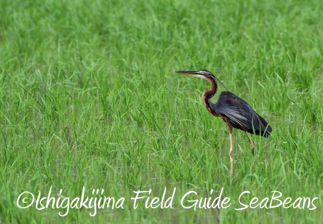 9%e6%9c%889%e6%97%a5%e7%9f%b3%e5%9e%a3%e5%b3%b6%e3%83%90%e3%83%bc%e3%83%89%e3%82%a6%e3%82%aa%e3%83%83%e3%83%81%e3%83%b3%e3%82%b0%ef%bc%86%e9%87%8e%e9%b3%a5%e6%92%ae%e5%bd%b1%e3%82%ac%e3%82%a4%e3%83%89