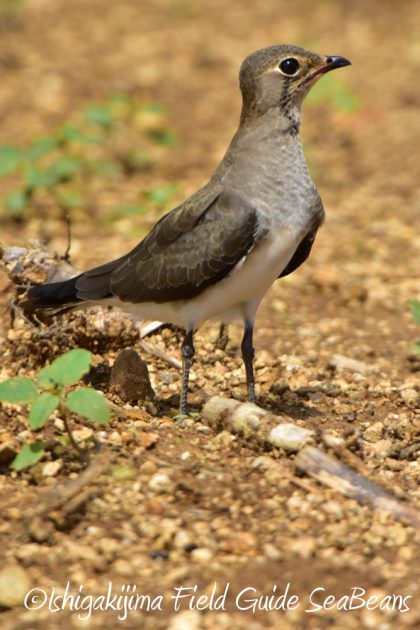 9%e6%9c%8816%e6%97%a5%e7%9f%b3%e5%9e%a3%e5%b3%b6%e3%81%ae%e9%87%8e%e9%b3%a5%e3%81%9f%e3%81%a12