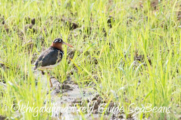 9%e6%9c%8823%e6%97%a5%e7%9f%b3%e5%9e%a3%e5%b3%b6%e3%83%90%e3%83%bc%e3%83%89%e3%82%a6%e3%82%aa%e3%83%83%e3%83%81%e3%83%b3%e3%82%b0%ef%bc%86%e9%87%8e%e9%b3%a5%e6%92%ae%e5%bd%b1%e3%82%ac%e3%82%a4