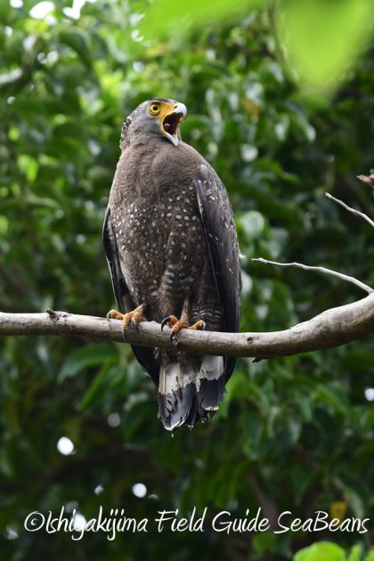 9%e6%9c%8820%e6%97%a5%e7%9f%b3%e5%9e%a3%e5%b3%b6%e3%83%90%e3%83%bc%e3%83%89%e3%82%a6%e3%82%aa%e3%83%83%e3%83%81%e3%83%b3%e3%82%b0%ef%bc%86%e9%87%8e%e9%b3%a5%e6%92%ae%e5%bd%b1%e3%82%ac%e3%82%a4