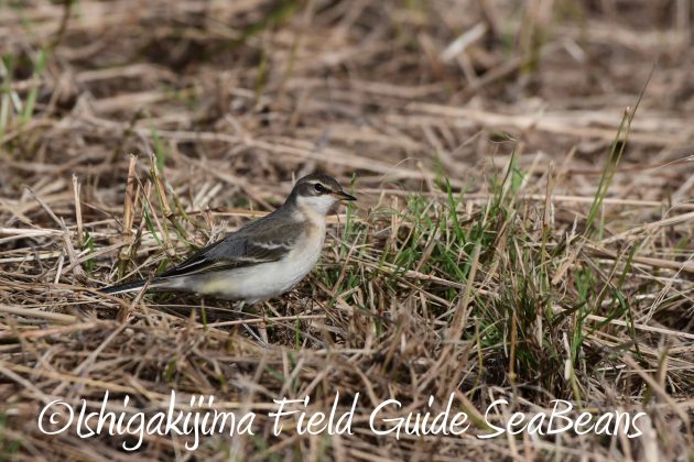 9%e6%9c%8828%e6%97%a5%e7%9f%b3%e5%9e%a3%e5%b3%b6%e3%83%90%e3%83%bc%e3%83%89%e3%82%a6%e3%82%aa%e3%83%83%e3%83%81%e3%83%b3%e3%82%b0%ef%bc%86%e9%87%8e%e9%b3%a5%e8%a6%b3%e5%af%9f%e3%82%ac%e3%82%a4