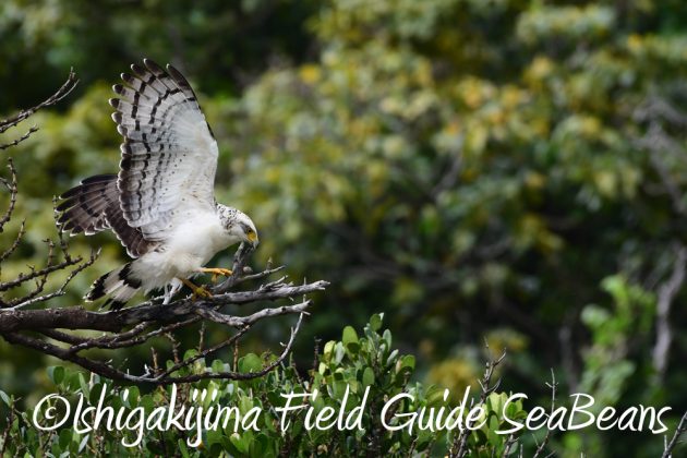 9%e6%9c%889%e6%97%a5%e7%9f%b3%e5%9e%a3%e5%b3%b6%e3%83%90%e3%83%bc%e3%83%89%e3%82%a6%e3%82%aa%e3%83%83%e3%83%81%e3%83%b3%e3%82%b0%ef%bc%86%e9%87%8e%e9%b3%a5%e6%92%ae%e5%bd%b1%e3%82%ac%e3%82%a4%e3%83%89