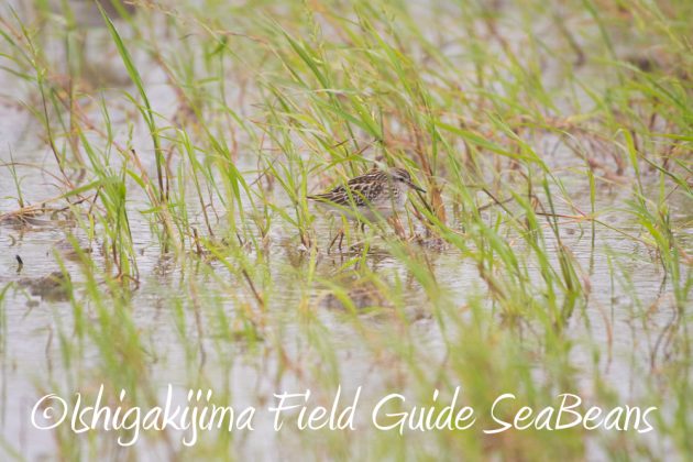 9%e6%9c%8817%e6%97%a5%e5%8f%b0%e9%a2%a816%e5%8f%b7%e9%80%9a%e9%81%8e%e5%be%8c%e3%81%ae%e7%9f%b3%e5%9e%a3%e5%b3%b6%e3%81%ae%e9%87%8e%e9%b3%a5%e9%81%945