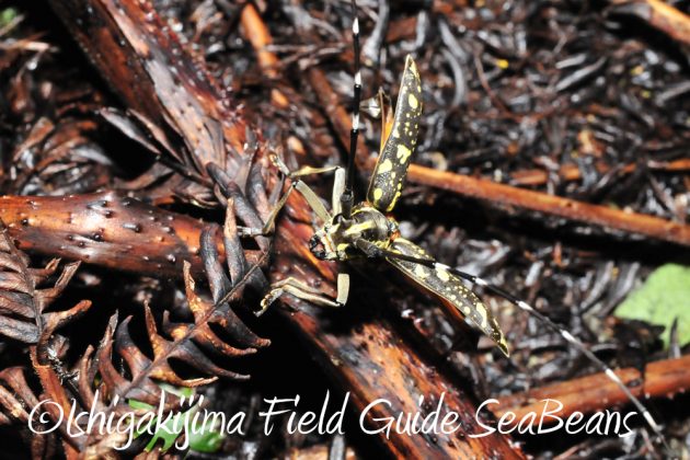 9%e6%9c%8819%e6%97%a5%e7%9f%b3%e5%9e%a3%e5%b3%b6%e3%83%8a%e3%82%a4%e3%83%88%e3%83%84%e3%82%a2%e3%83%bc19