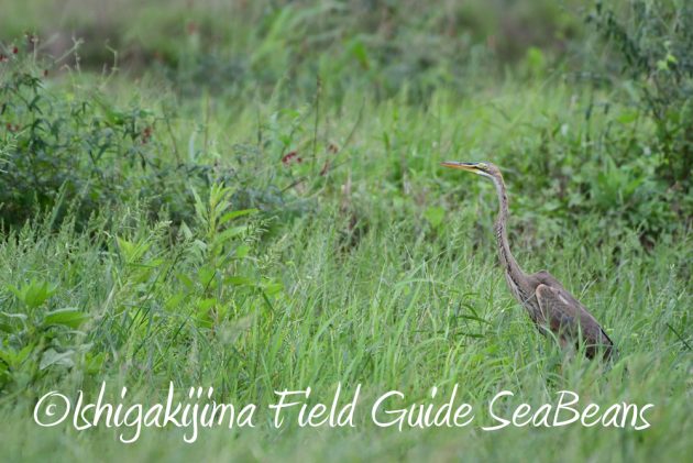 9月7日石垣島バードウオッチング&野鳥撮影ガイド4