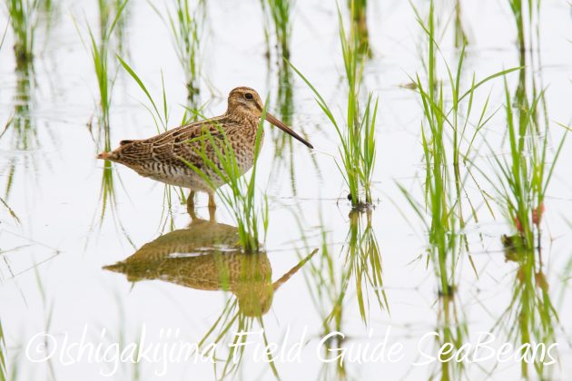 9月1日石垣島バードウオッチング&野鳥撮影ガイド6