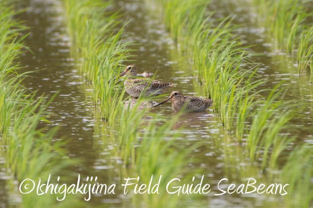 9%e6%9c%8813%e6%97%a5%e7%9f%b3%e5%9e%a3%e5%b3%b6%e3%83%90%e3%83%bc%e3%83%89%e3%82%a6%e3%82%aa%e3%83%83%e3%83%81%e3%83%b3%e3%82%b0%ef%bc%86%e9%87%8e%e9%b3%a5%e6%92%ae%e5%bd%b1%e3%82%ac%e3%82%a4