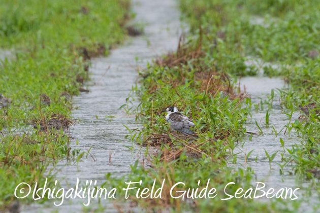 9月6日石垣島バードウオッチング&野鳥撮影ガイド5