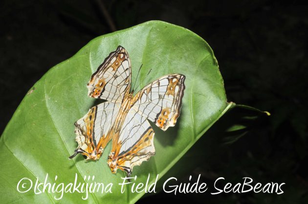 9%e6%9c%8825%e6%97%a5%e7%9f%b3%e5%9e%a3%e5%b3%b6%e3%83%8a%e3%82%a4%e3%83%88%e3%83%84%e3%82%a2%e3%83%bc15