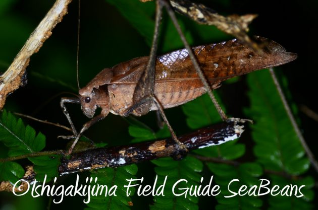 9%e6%9c%889%e6%97%a5%e7%9f%b3%e5%9e%a3%e5%b3%b6%e3%83%8a%e3%82%a4%e3%83%88%e3%83%84%e3%82%a2%e3%83%bc17