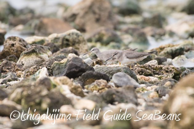 9%e6%9c%8814%e6%97%a5%e7%9f%b3%e5%9e%a3%e5%b3%b6%e3%83%90%e3%83%bc%e3%83%89%e3%82%a6%e3%82%aa%e3%83%83%e3%83%81%e3%83%b3%e3%82%b0%ef%bc%86%e9%87%8e%e9%b3%a5%e6%92%ae%e5%bd%b1%e3%82%ac%e3%82%a4