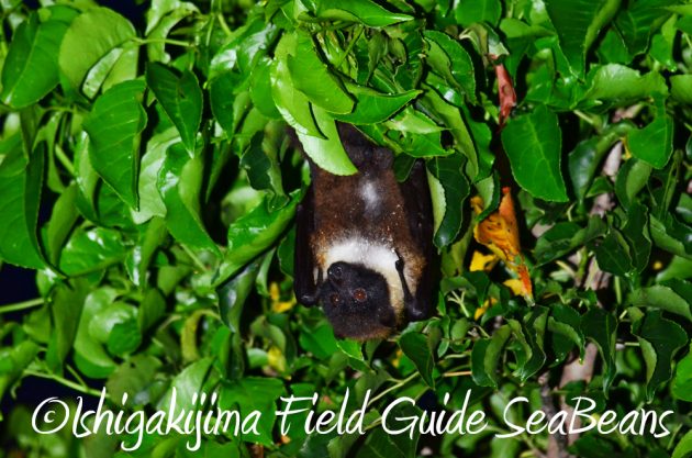 9%e6%9c%8814%e6%97%a5%e7%9f%b3%e5%9e%a3%e5%b3%b6%e3%83%8a%e3%82%a4%e3%83%88%e3%83%84%e3%82%a2%e3%83%bc2