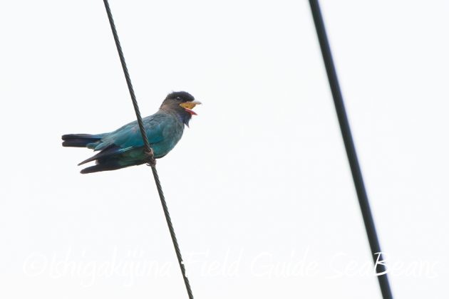 9%e6%9c%8820%e6%97%a5%e7%9f%b3%e5%9e%a3%e5%b3%b6%e3%83%90%e3%83%bc%e3%83%89%e3%82%a6%e3%82%aa%e3%83%83%e3%83%81%e3%83%b3%e3%82%b0%ef%bc%86%e9%87%8e%e9%b3%a5%e6%92%ae%e5%bd%b1%e3%82%ac%e3%82%a4