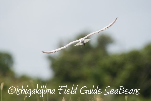 9%e6%9c%8821%e6%97%a5%e7%9f%b3%e5%9e%a3%e5%b3%b6%e3%83%90%e3%83%bc%e3%83%89%e3%82%a6%e3%82%aa%e3%83%83%e3%83%81%e3%83%b3%e3%82%b0%ef%bc%86%e9%87%8e%e9%b3%a5%e6%92%ae%e5%bd%b1%e3%82%ac%e3%82%a4