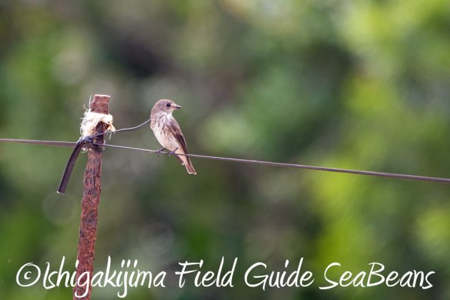 9%e6%9c%8820%e6%97%a5%e7%9f%b3%e5%9e%a3%e5%b3%b6%e3%83%90%e3%83%bc%e3%83%89%e3%82%a6%e3%82%aa%e3%83%83%e3%83%81%e3%83%b3%e3%82%b0%ef%bc%86%e9%87%8e%e9%b3%a5%e6%92%ae%e5%bd%b1%e3%82%ac%e3%82%a4