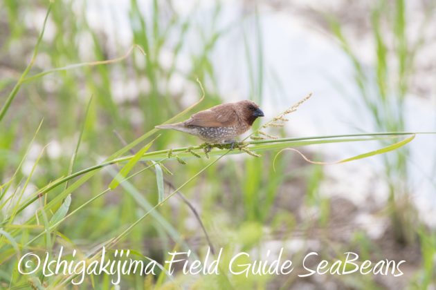 9%e6%9c%8823%e6%97%a5%e7%9f%b3%e5%9e%a3%e5%b3%b6%e3%83%90%e3%83%bc%e3%83%89%e3%82%a6%e3%82%aa%e3%83%83%e3%83%81%e3%83%b3%e3%82%b0%ef%bc%86%e9%87%8e%e9%b3%a5%e6%92%ae%e5%bd%b1%e3%82%ac%e3%82%a4