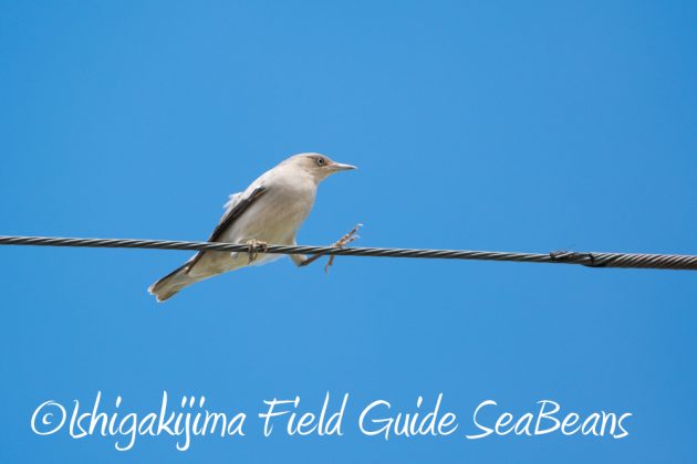 9%e6%9c%8813%e6%97%a5%e7%9f%b3%e5%9e%a3%e5%b3%b6%e3%83%90%e3%83%bc%e3%83%89%e3%82%a6%e3%82%aa%e3%83%83%e3%83%81%e3%83%b3%e3%82%b0%ef%bc%86%e9%87%8e%e9%b3%a5%e6%92%ae%e5%bd%b1%e3%82%ac%e3%82%a4