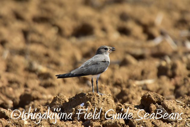 9月4日石垣島バードウオッチング&野鳥撮影ガイド12