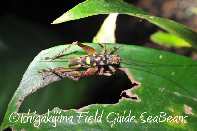 9%e6%9c%88%ef%bc%91%ef%bc%91%e6%97%a5%e7%9f%b3%e5%9e%a3%e5%b3%b6%e3%83%8a%e3%82%a4%e3%83%88%e3%83%84%e3%82%a2%e3%83%bc16