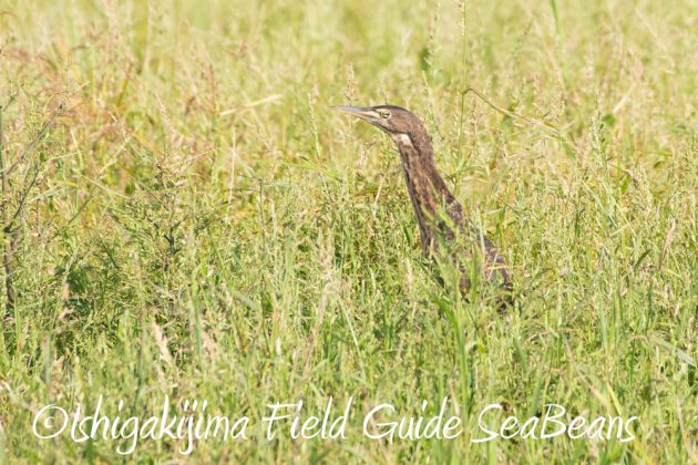 9%e6%9c%8824%e6%97%a5%e7%9f%b3%e5%9e%a3%e5%b3%b6%e3%83%90%e3%83%bc%e3%83%89%e3%82%a6%e3%82%aa%e3%83%83%e3%83%81%e3%83%b3%e3%82%b0%ef%bc%86%e9%87%8e%e9%b3%a5%e6%92%ae%e5%bd%b1%e3%82%ac%e3%82%a4