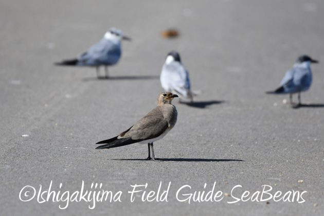 9%e6%9c%8825%e6%97%a5%e7%9f%b3%e5%9e%a3%e5%b3%b6%e3%83%90%e3%83%bc%e3%83%89%e3%82%a6%e3%82%aa%e3%83%83%e3%83%81%e3%83%b3%e3%82%b0%ef%bc%86%e9%87%8e%e9%b3%a5%e8%a6%b3%e5%af%9f%e3%82%ac%e3%82%a4