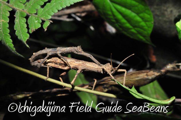 9%e6%9c%8812%e6%97%a5%e7%9f%b3%e5%9e%a3%e5%b3%b6%e3%83%8a%e3%82%a4%e3%83%88%e3%83%84%e3%82%a2%e3%83%bc9