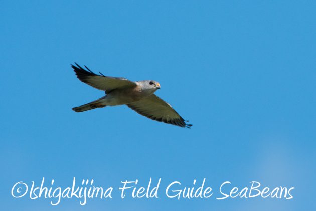 9%e6%9c%8823%e6%97%a5%e7%9f%b3%e5%9e%a3%e5%b3%b6%e3%83%90%e3%83%bc%e3%83%89%e3%82%a6%e3%82%aa%e3%83%83%e3%83%81%e3%83%b3%e3%82%b0%ef%bc%86%e9%87%8e%e9%b3%a5%e6%92%ae%e5%bd%b1%e3%82%ac%e3%82%a4