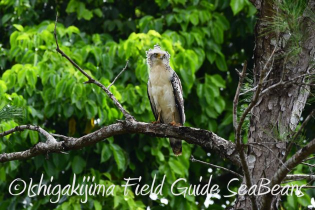 9%e6%9c%8821%e6%97%a5%e7%9f%b3%e5%9e%a3%e5%b3%b6%e3%83%90%e3%83%bc%e3%83%89%e3%82%a6%e3%82%aa%e3%83%83%e3%83%81%e3%83%b3%e3%82%b0%ef%bc%86%e9%87%8e%e9%b3%a5%e6%92%ae%e5%bd%b1%e3%82%ac%e3%82%a4