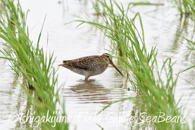 9%e6%9c%888%e6%97%a5%e7%9f%b3%e5%9e%a3%e5%b3%b6%e3%83%90%e3%83%bc%e3%83%89%e3%82%a6%e3%82%aa%e3%83%83%e3%83%81%e3%83%b3%e3%82%b0%e3%82%ac%e3%82%a4%e3%83%8915