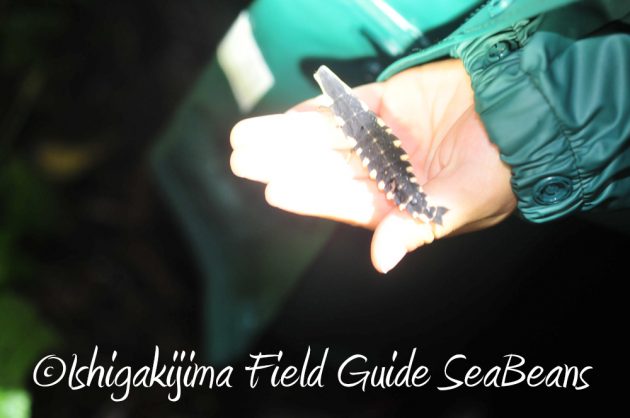 9%e6%9c%8814%e6%97%a5%e7%9f%b3%e5%9e%a3%e5%b3%b6%e3%83%8a%e3%82%a4%e3%83%88%e3%83%84%e3%82%a2%e3%83%bc13