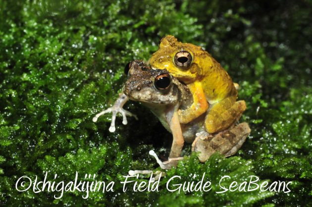 9%e6%9c%8814%e6%97%a5%e7%9f%b3%e5%9e%a3%e5%b3%b6%e3%83%8a%e3%82%a4%e3%83%88%e3%83%84%e3%82%a2%e3%83%bc7