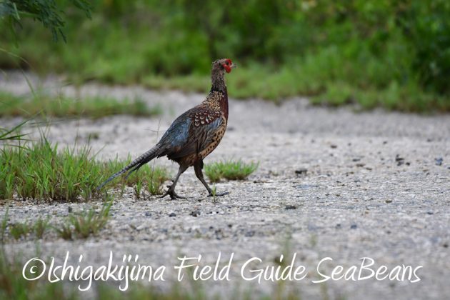 9%e6%9c%8817%e6%97%a5%e5%8f%b0%e9%a2%a816%e5%8f%b7%e9%80%9a%e9%81%8e%e5%be%8c%e3%81%ae%e7%9f%b3%e5%9e%a3%e5%b3%b6%e3%81%ae%e9%87%8e%e9%b3%a5%e9%81%948