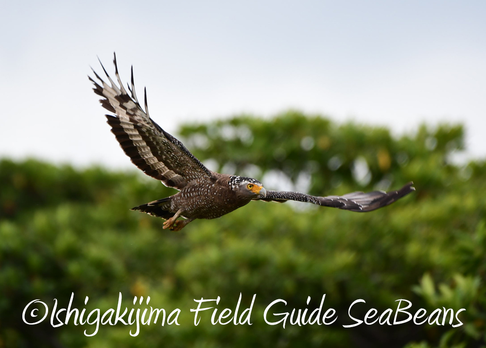 石垣島の野鳥たち！！バードウオッチング＆野鳥撮影。