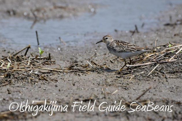 9%e6%9c%8824%e6%97%a5%e7%9f%b3%e5%9e%a3%e5%b3%b6%e3%83%90%e3%83%bc%e3%83%89%e3%82%a6%e3%82%aa%e3%83%83%e3%83%81%e3%83%b3%e3%82%b0%ef%bc%86%e9%87%8e%e9%b3%a5%e6%92%ae%e5%bd%b1%e3%82%ac%e3%82%a4