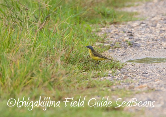 9%e6%9c%8810%e6%97%a5%e7%9f%b3%e5%9e%a3%e5%b3%b6%e3%83%90%e3%83%bc%e3%83%89%e3%82%a6%e3%82%aa%e3%83%83%e3%83%81%e3%83%b3%e3%82%b0%ef%bc%86%e9%87%8e%e9%b3%a5%e6%92%ae%e5%bd%b1%e3%82%ac%e3%82%a4