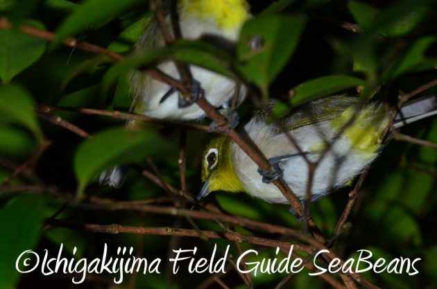 9%e6%9c%8812%e6%97%a5%e7%9f%b3%e5%9e%a3%e5%b3%b6%e3%83%8a%e3%82%a4%e3%83%88%e3%83%84%e3%82%a2%e3%83%bc19