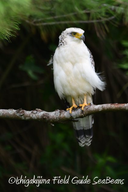 9%e6%9c%8814%e6%97%a5%e7%9f%b3%e5%9e%a3%e5%b3%b6%e3%83%90%e3%83%bc%e3%83%89%e3%82%a6%e3%82%aa%e3%83%83%e3%83%81%e3%83%b3%e3%82%b0%ef%bc%86%e9%87%8e%e9%b3%a5%e6%92%ae%e5%bd%b1%e3%82%ac%e3%82%a4