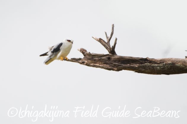 9%e6%9c%8820%e6%97%a5%e7%9f%b3%e5%9e%a3%e5%b3%b6%e3%83%90%e3%83%bc%e3%83%89%e3%82%a6%e3%82%aa%e3%83%83%e3%83%81%e3%83%b3%e3%82%b0%ef%bc%86%e9%87%8e%e9%b3%a5%e6%92%ae%e5%bd%b1%e3%82%ac%e3%82%a4