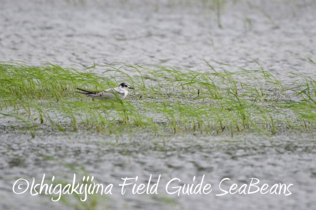 9%e6%9c%8814%e6%97%a5%e7%9f%b3%e5%9e%a3%e5%b3%b6%e3%83%90%e3%83%bc%e3%83%89%e3%82%a6%e3%82%aa%e3%83%83%e3%83%81%e3%83%b3%e3%82%b0%ef%bc%86%e9%87%8e%e9%b3%a5%e6%92%ae%e5%bd%b1%e3%82%ac%e3%82%a4