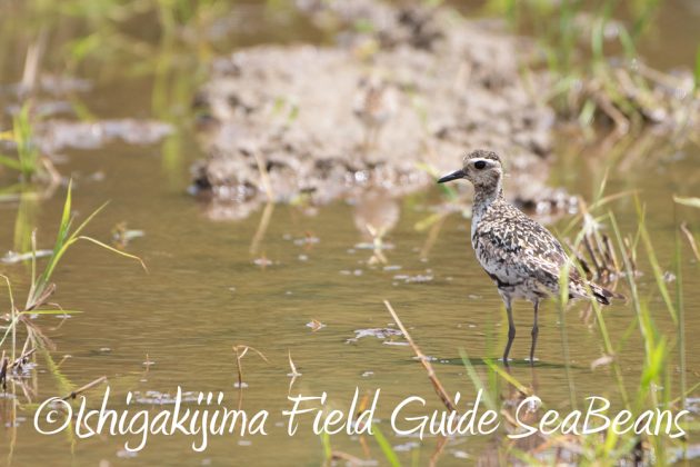 C-_Users_SeaBeans_Desktop_9月5日石垣島バードウオッチング＆野鳥撮影ガイド5