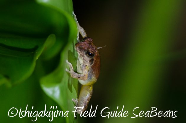 9%e6%9c%8812%e6%97%a5%e7%9f%b3%e5%9e%a3%e5%b3%b6%e3%83%8a%e3%82%a4%e3%83%88%e3%83%84%e3%82%a2%e3%83%bc12