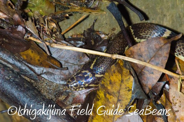 9%e6%9c%8810%e6%97%a5%e7%9f%b3%e5%9e%a3%e5%b3%b6%e3%83%8a%e3%82%a4%e3%83%88%e3%83%84%e3%82%a2%e3%83%bc3